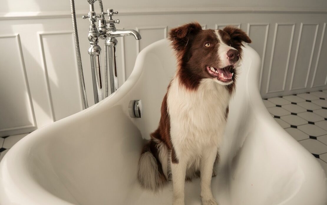 Brown and White Long Coated Dog in White Bathtub