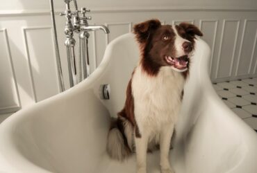 Brown and White Long Coated Dog in White Bathtub