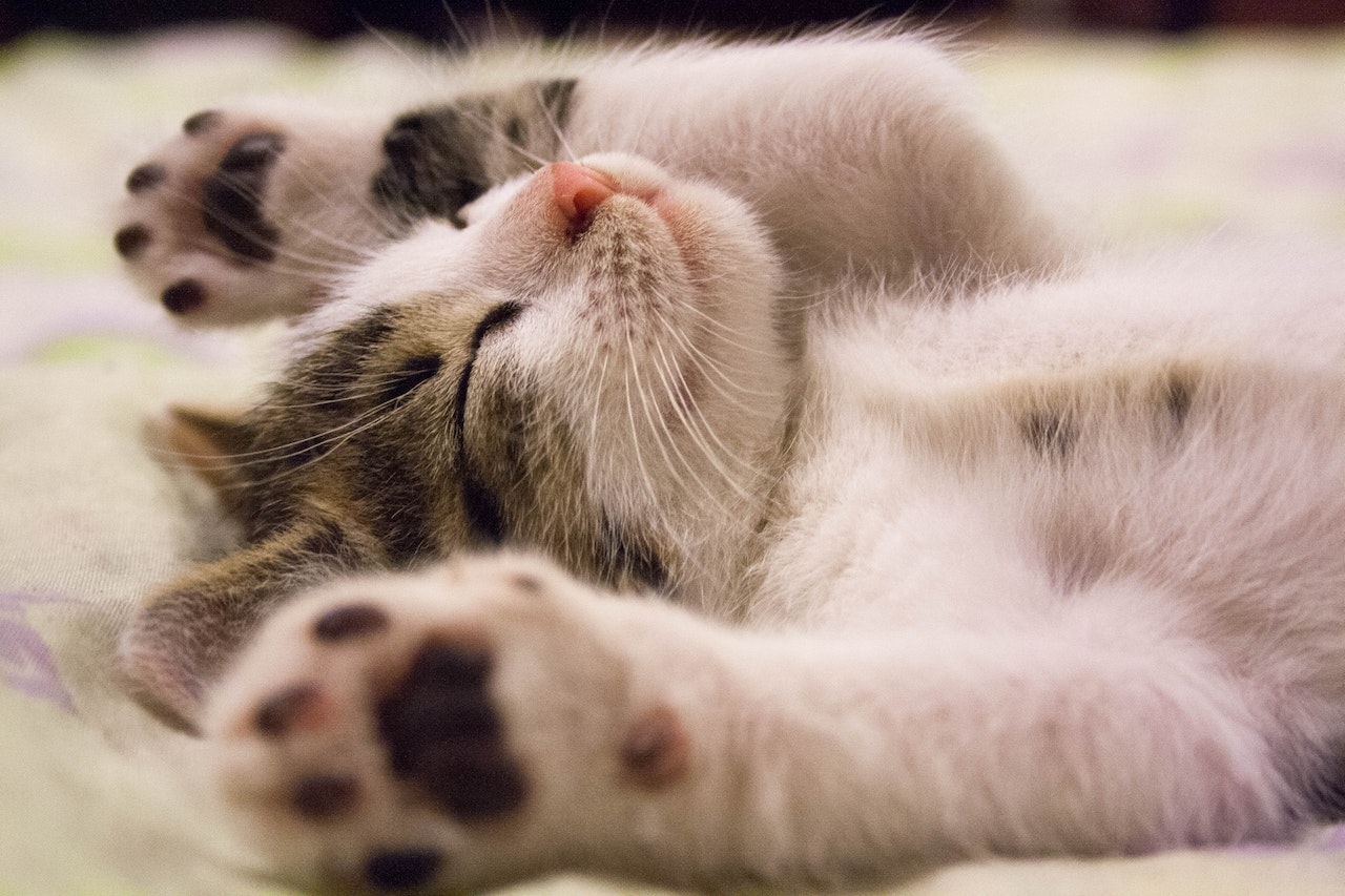 Close-up Photo of Cute Sleeping Cat