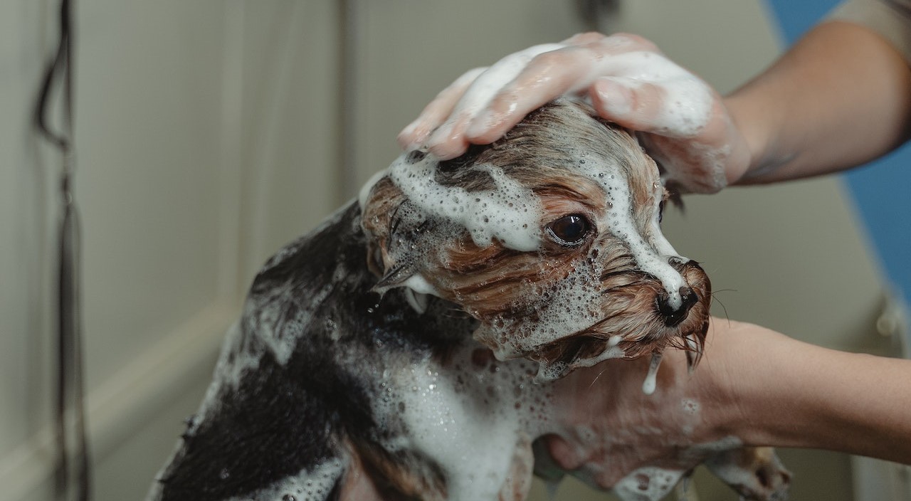Close-up Photo of dog getting bath